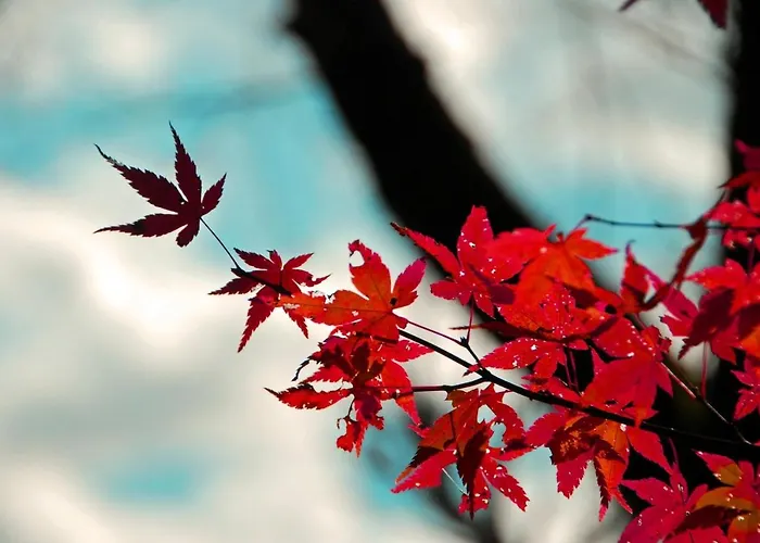 Stay Sakura Kyoto Nijo Seasons